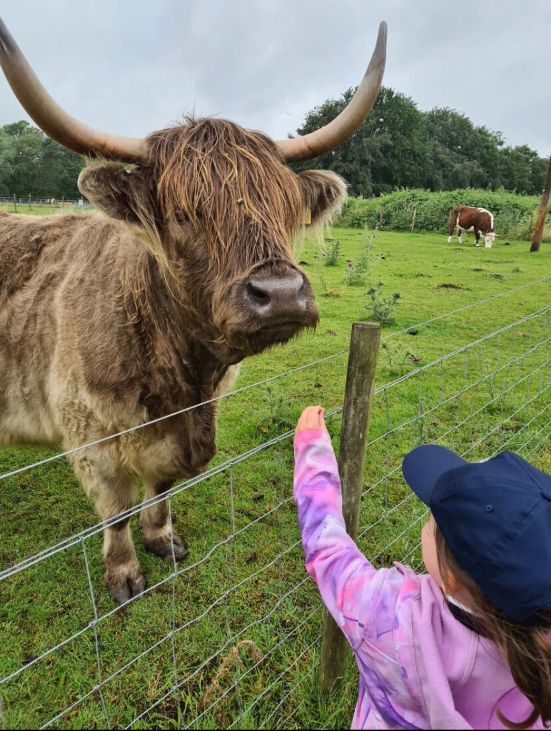 Photo of a pupil pointing at a beautiful highland cow